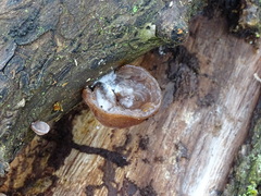 Auricularia auricula-judae