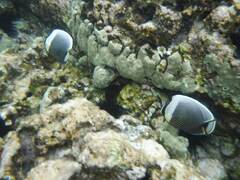 Chaetodon reticulatus