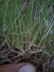 Carex humilis