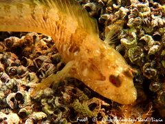 Parablennius incognitus