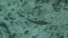 Thalassoma trilobatum