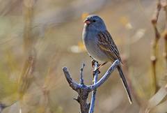 Spizella atrogularis