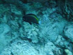 Acanthurus nigricans