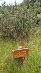 Chiliotrichum diffusum