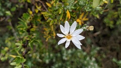 Chiliotrichum diffusum