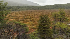 Nothofagus pumilio
