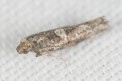 Acrolepiopsis assectella