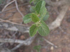 Grewia robusta