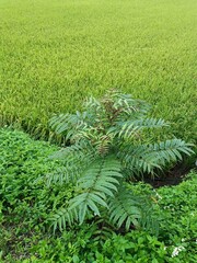 Zanthoxylum ailanthoides