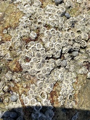 Hexanauplia
