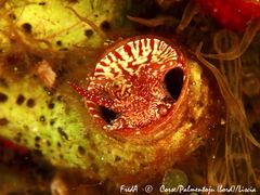 Thylacodes arenarius