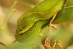 Trimeresurus insularis
