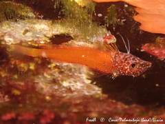 Tripterygion melanurus