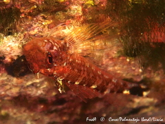 Tripterygion delaisi