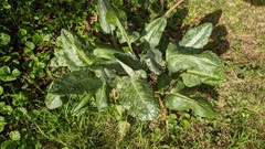 Senecio smithii