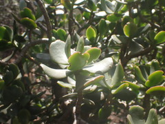 Crassula ovata