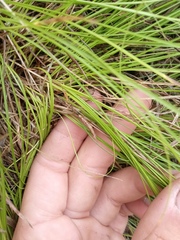 Carex humilis