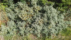 Chiliotrichum diffusum