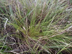 Carex humilis