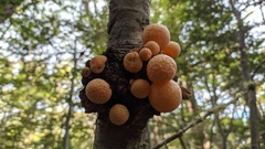 Cyttaria hariotii