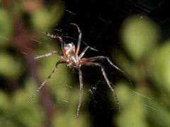 Cyphalonotus benoiti