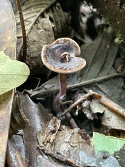 Trogia cantharelloides