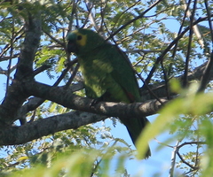 Amazona aestiva
