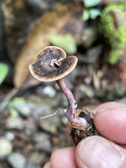 Trogia cantharelloides