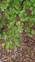 Nothofagus pumilio