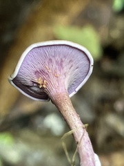 Trogia cantharelloides