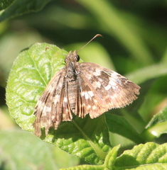 Chiomara