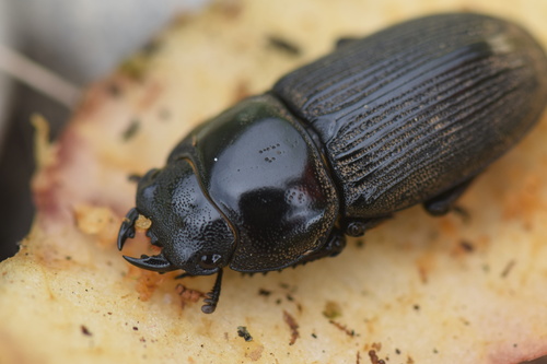 Dorcus reichei reichei