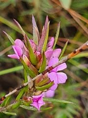 Muraltia squarrosa