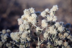 Leucosphaera bainesii