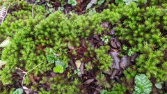 Dendroligotrichum dendroides