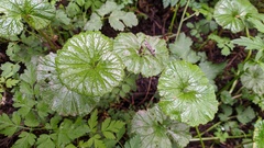 Gunnera magellanica