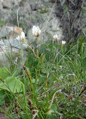 Gagea serotina