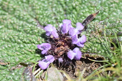 Phlomoides rotata