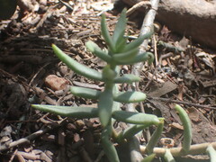 Crassula tetragona
