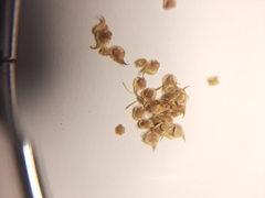 Ranunculus nigrescens