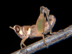 Lophothericles euchore