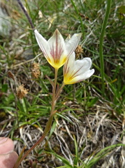 Gagea serotina