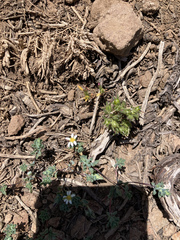 Chaetanthera euphrasioides