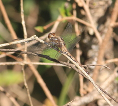 Erythemis