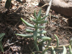 Crassula tetragona