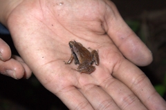 Microhyla achatina