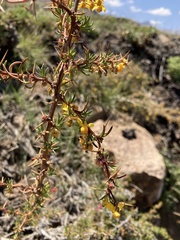 Berberis empetrifolia