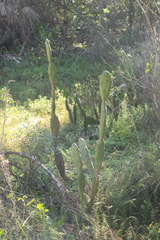 Opuntia elata