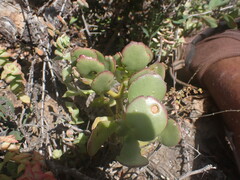 Crassula ovata