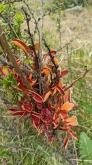 Puccinia magellanica